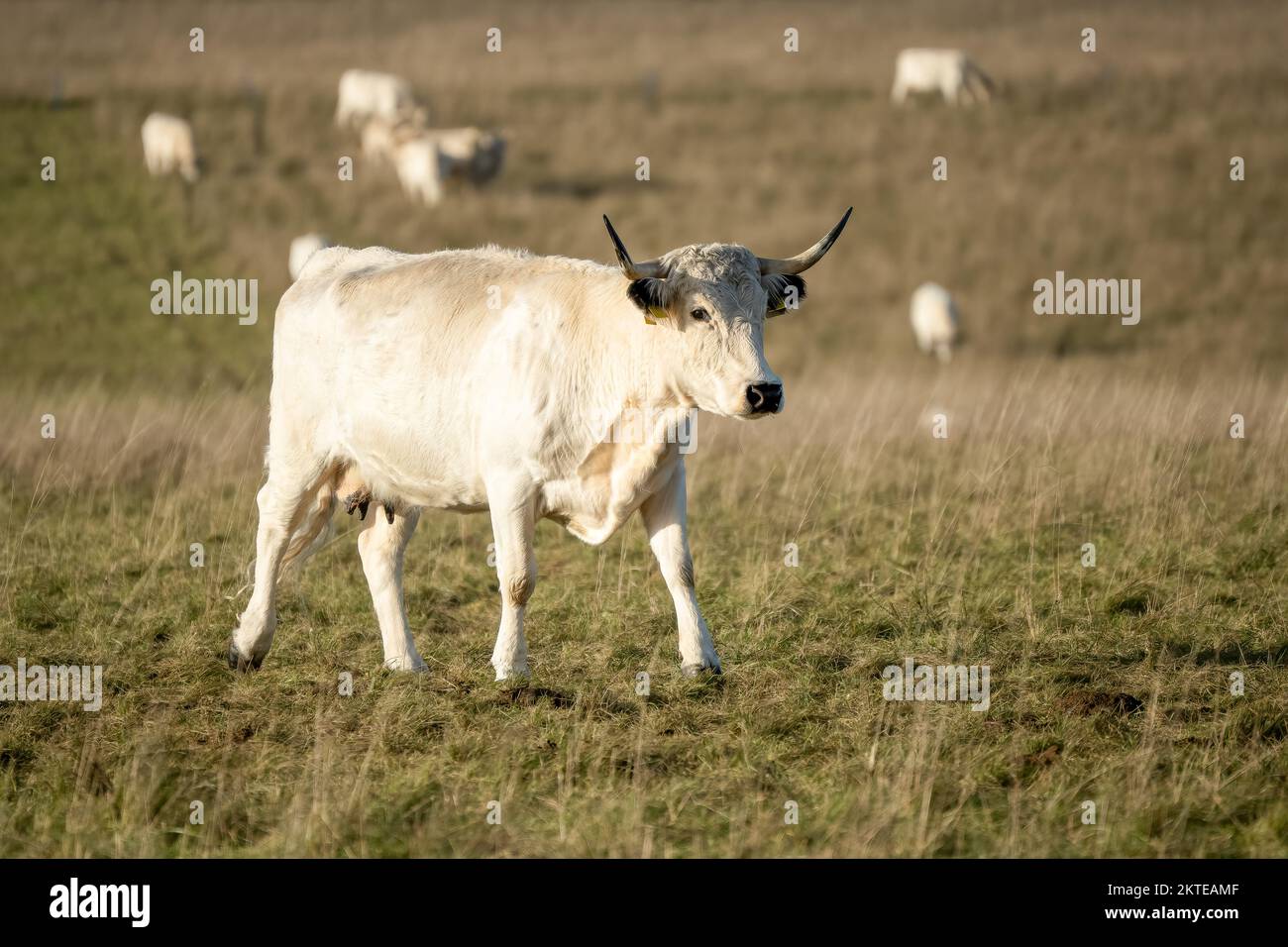 Primo piano di una mucca di bestiame del parco bianco cornuta sul prato di Chalkland, Wilts UK Foto Stock