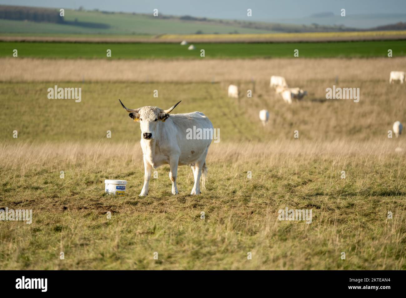 Primo piano di una mucca di bestiame del parco bianco cornuta sul prato di Chalkland, Wilts UK Foto Stock