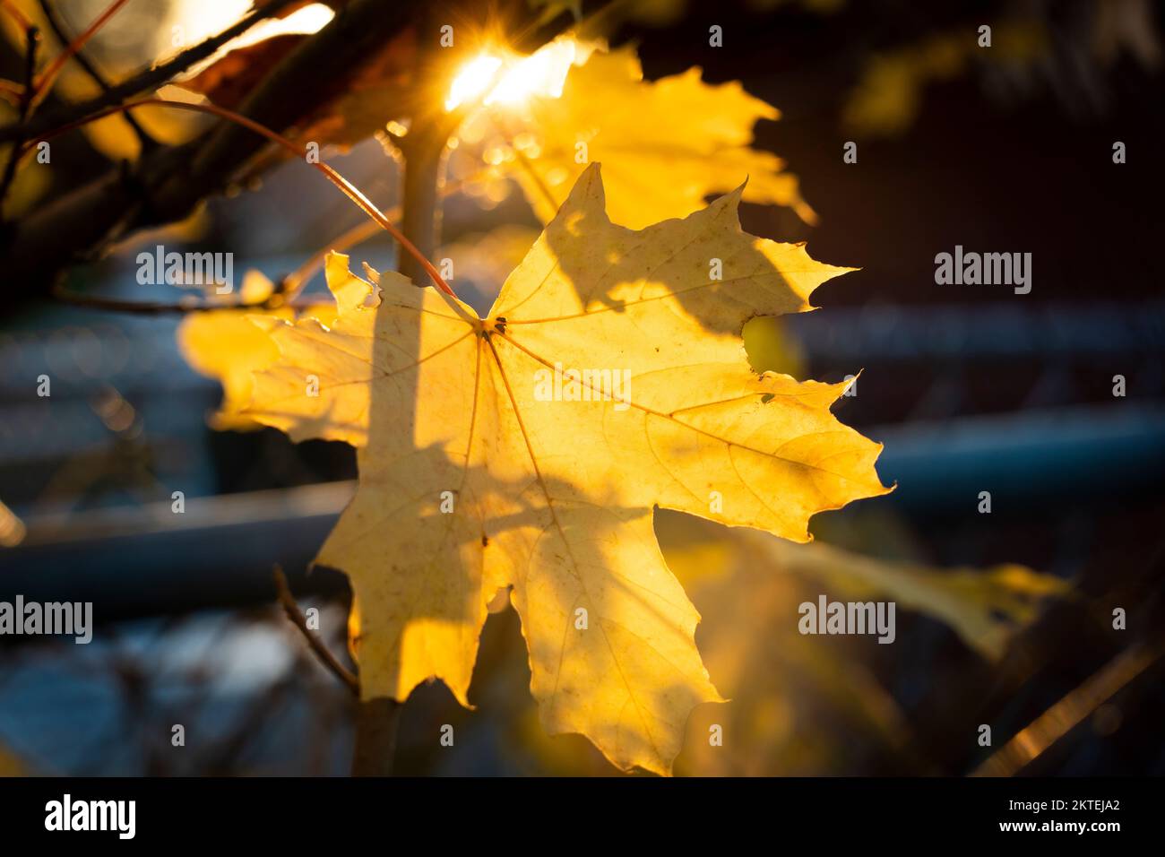 Belle foglie nei colori autunnali in un parco cittadino. Foto Stock