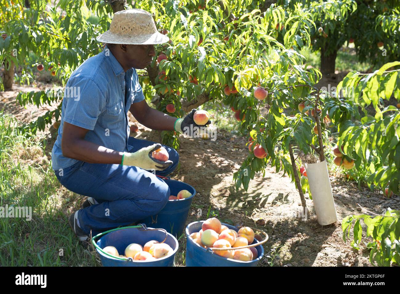 Uomo che raccoglie pesche Foto Stock