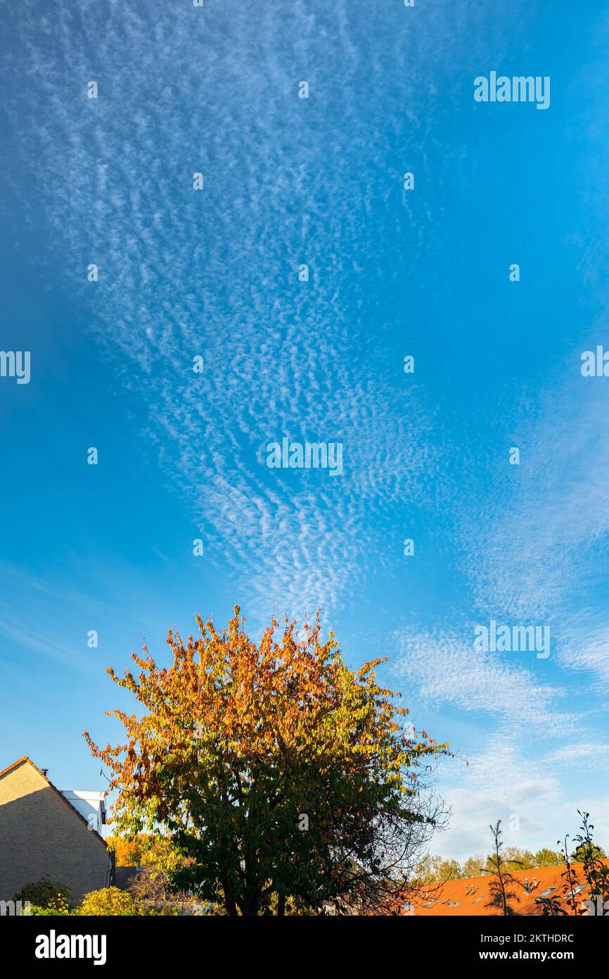 Sottili nuvole di pecora (cirrocumulo) in un cielo blu con ciliegio in colori autunnali foglie Foto Stock