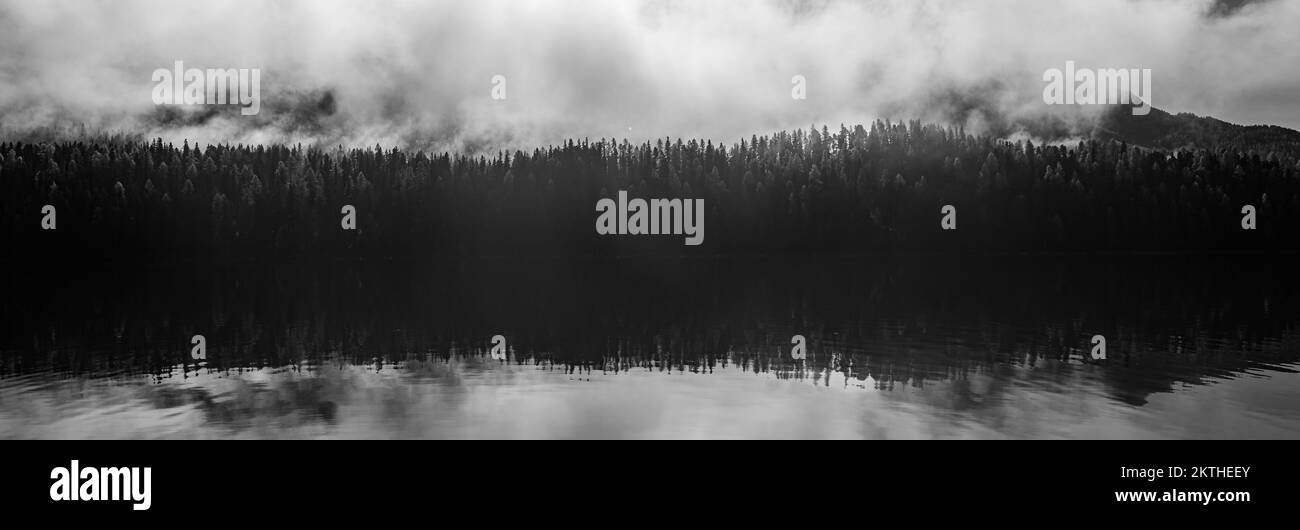 Panorama in bianco e nero di larici lungo un lago alpino Foto Stock
