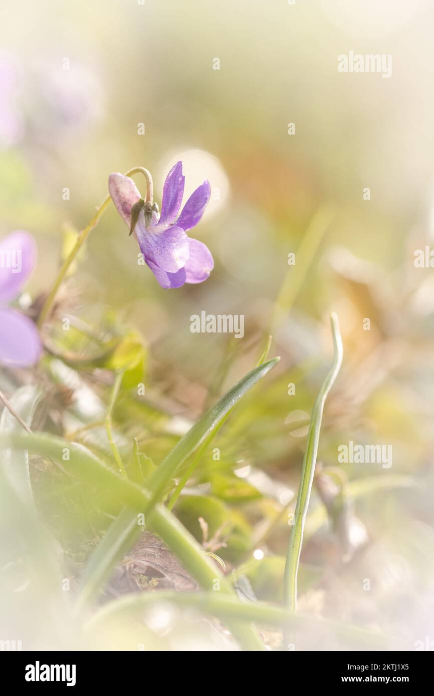 Primo piano di un piccolo cane viola (Viola riviniana) che cresce nel bosco della collina di Cothelstone all'inizio della primavera. Sul Quantocks, Somerset Occidentale Foto Stock