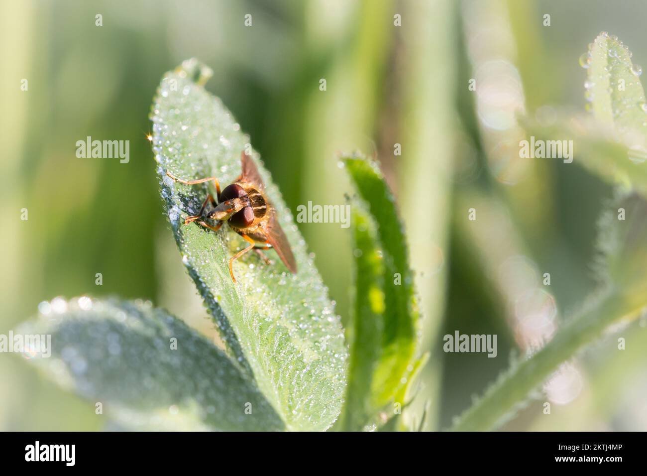 Al mattino presto, prima che la rugiada sia scomparsa, una mosca (Parhelophilus sp) si trova tra la vegetazione di Ham Wall, Avalon Marshes, Somerset Foto Stock