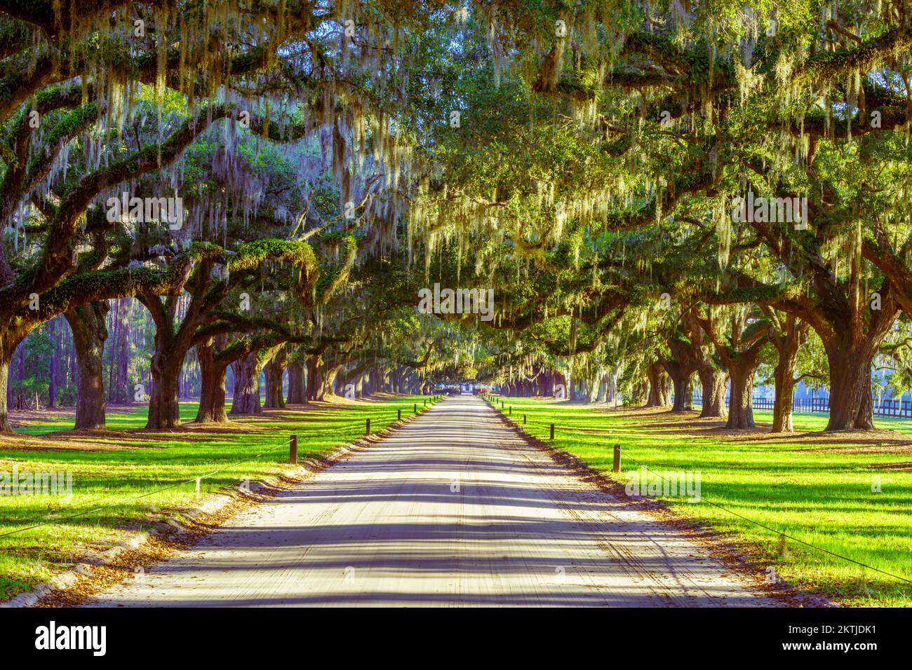 Vivi Oak Tree Alley con Spanish Moss, Charleston, South Carolina, Stati Uniti d'America Foto Stock