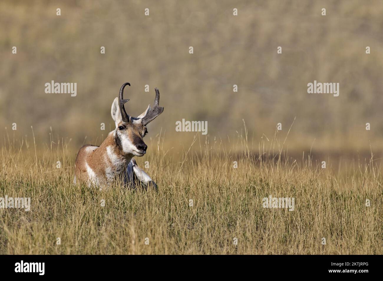 Allerta antilope pronghorn inclina la testa mentre seduto in erba secca lungo Prairie Drive in Bison Range rifugio nella parte occidentale del Montana su Flathead Indian Reservat Foto Stock Allerta antilope pronghorn inclina la testa mentre seduto in erba secca lungo Prairie Drive in Bison Range rifugio nella parte occidentale del Montana su Flathead Indian Reservat Foto Stock