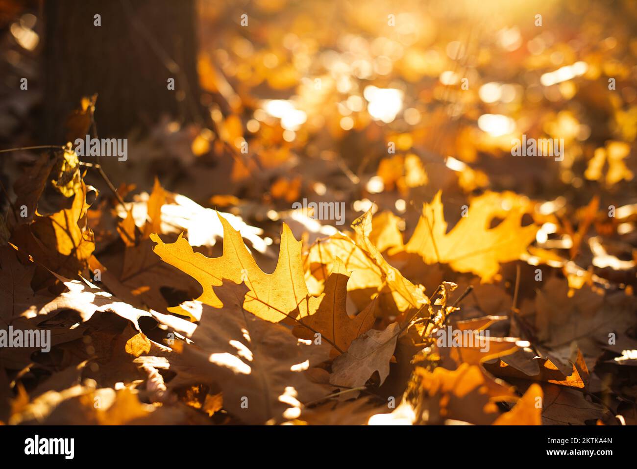Fotografia in primo piano di foglie autunnali dorate alla luce del sole. Foto Stock