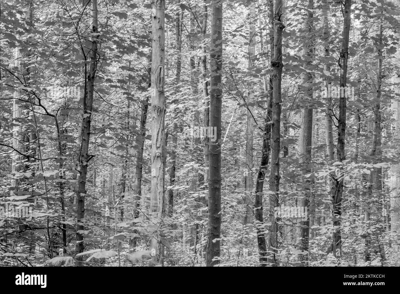 tronchi nella foresta come sfondo naturale armonico Foto Stock