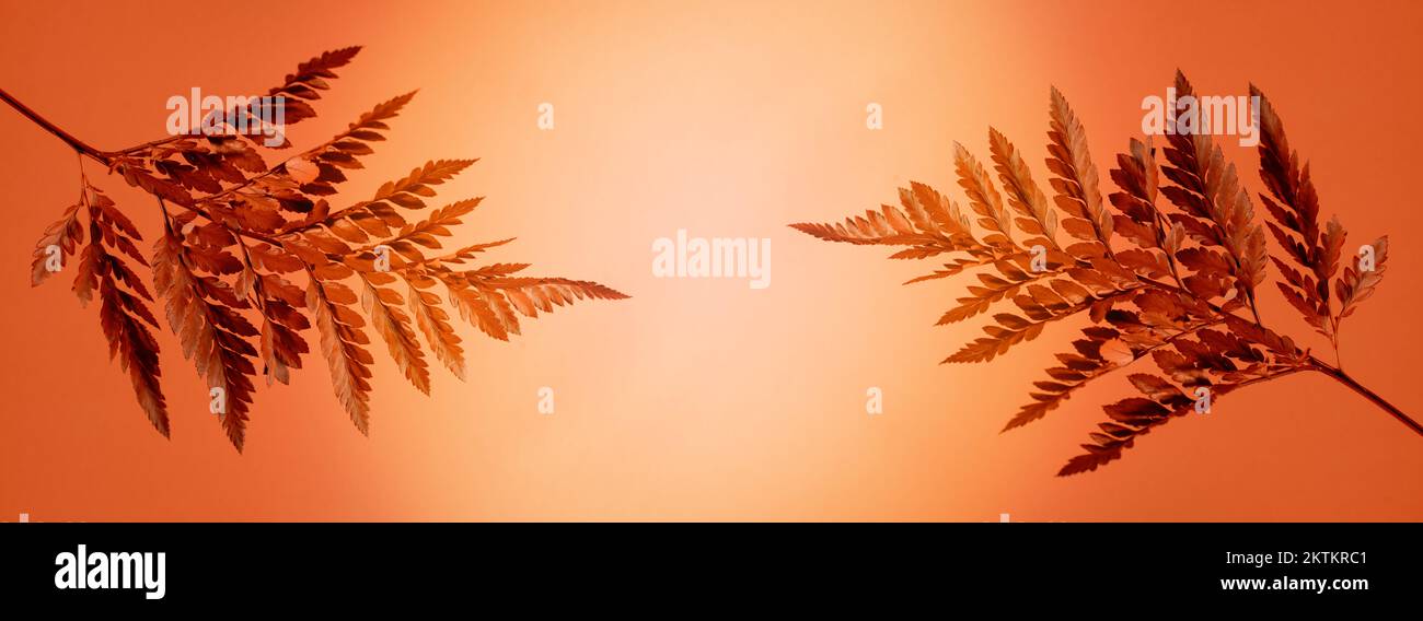 Foglia verde fresca di Fern contro sfondo arancione su un modello di banner. Sfondo botanico minimalista. Foto Stock