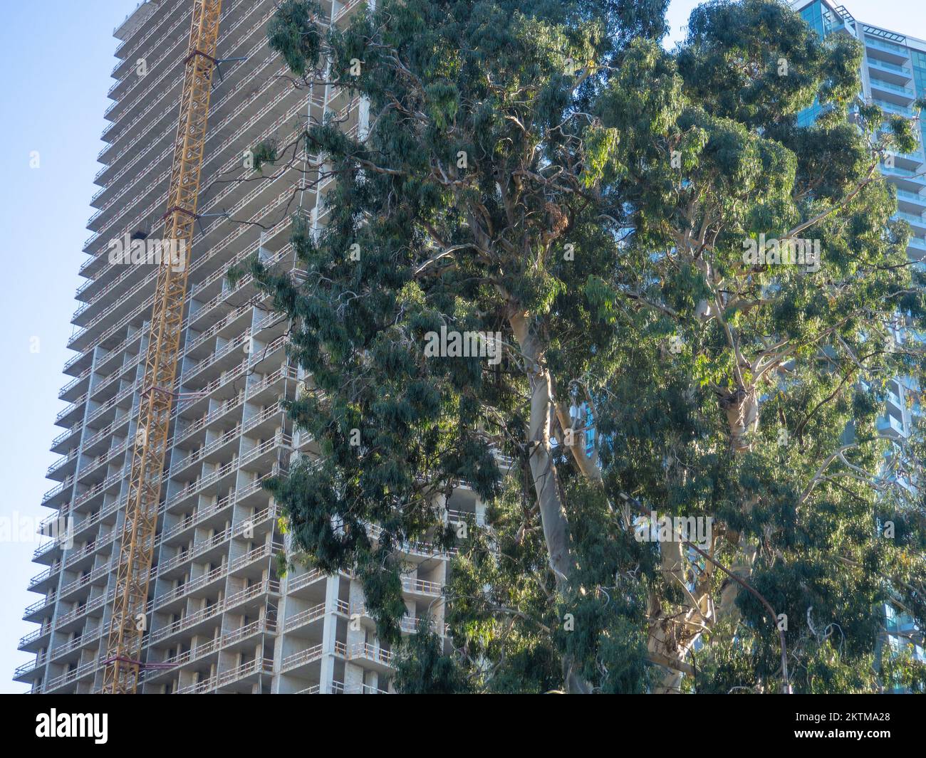Un albero sullo sfondo di un'alta casa in costruzione. Telaio di costruzione. Natura e concreto. Settore edile. Ambiente Foto Stock