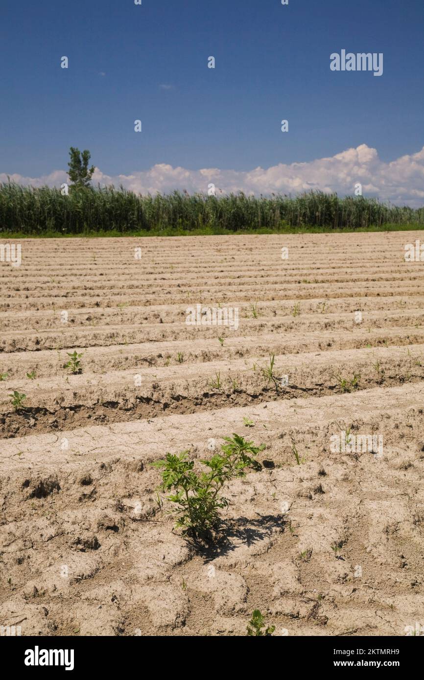 Primo piano del terreno incrinato ed essiccato con erbacce che crescono in campo agricolo durante il periodo di siccità estivo. Foto Stock