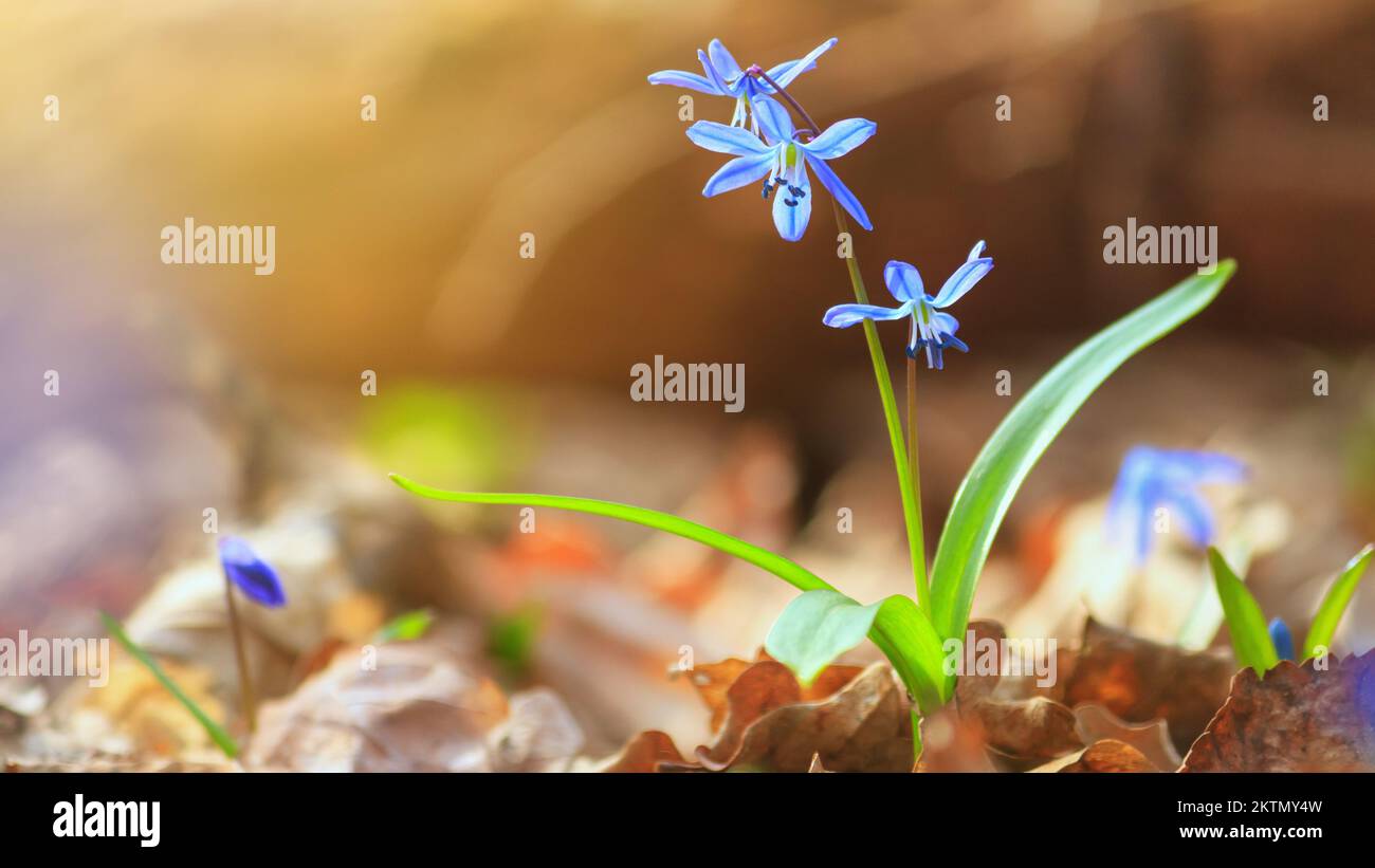 Fiori di fiori di fiori di fiori di fiori blu di neve all'inizio della primavera nella foresta. Scilla siberica squill Foto Stock