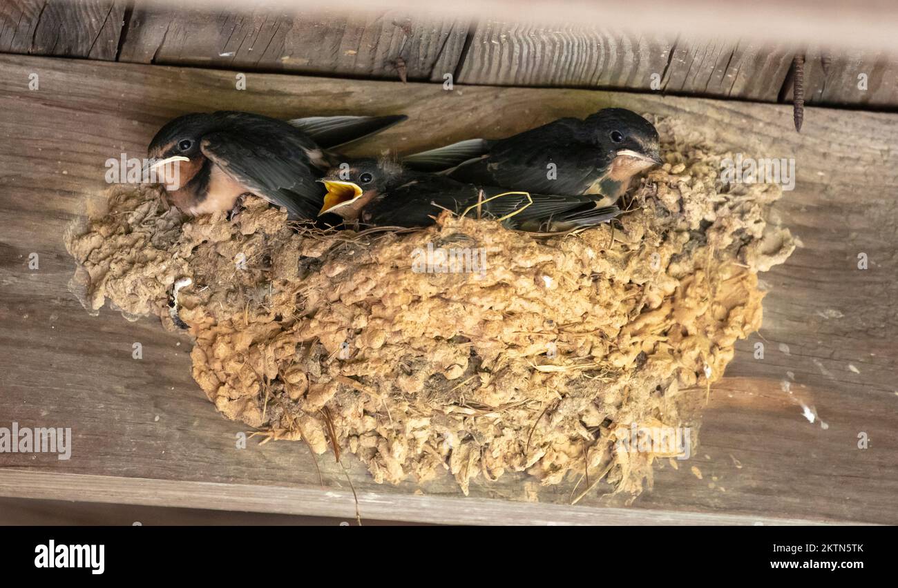 Tre nestlings di fienile di piume (Hirundo rustica) sono circa pronti per lasciare il nido di fango ed erba in un capannone di legno Foto Stock