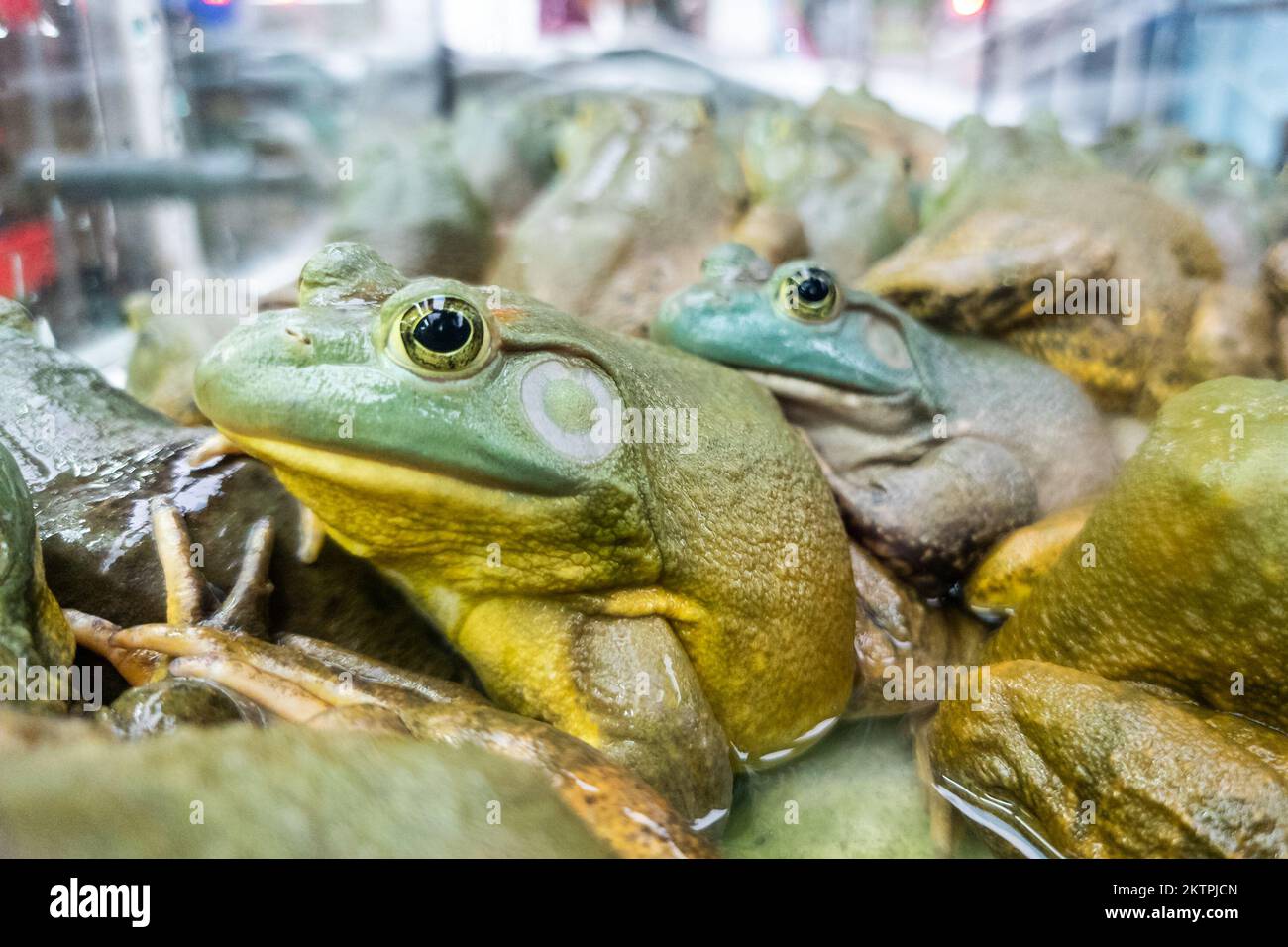Rane dal vivo o sa come pollo da campo nel ristorante pronto per essere servito come prelibatezza in cucina cinese Foto Stock