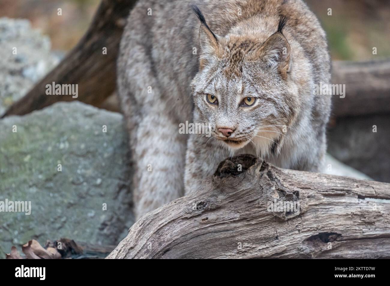 Primo piano di Bobcat nordamericano (lynx rufus) in piedi sul ceppo vicino den Foto Stock