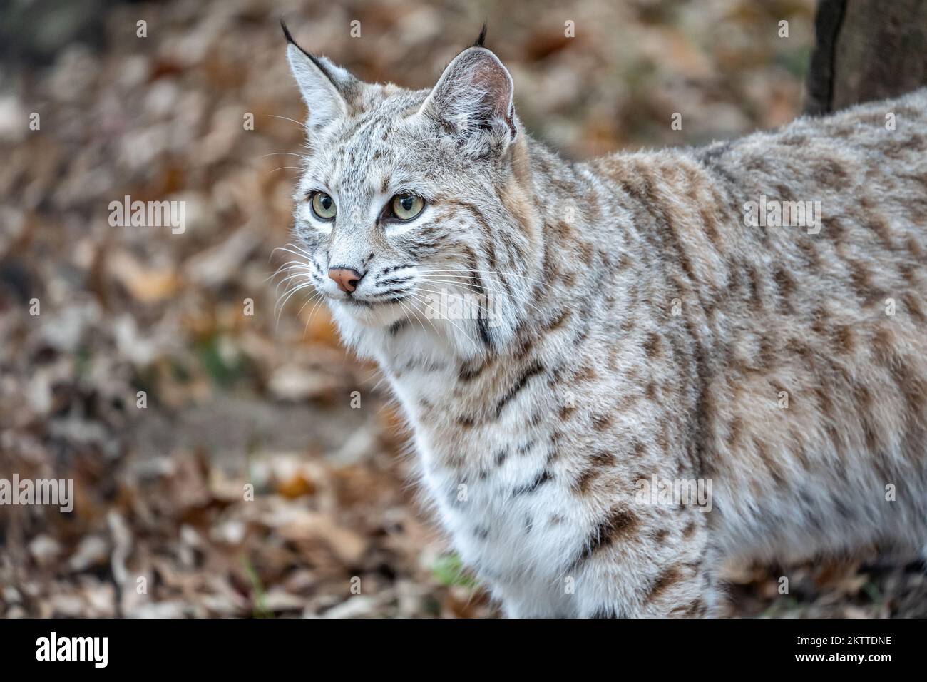 Primo piano di Bobcat nordamericano (lince rufus) in piedi in zona boscosa in autunno Foto Stock