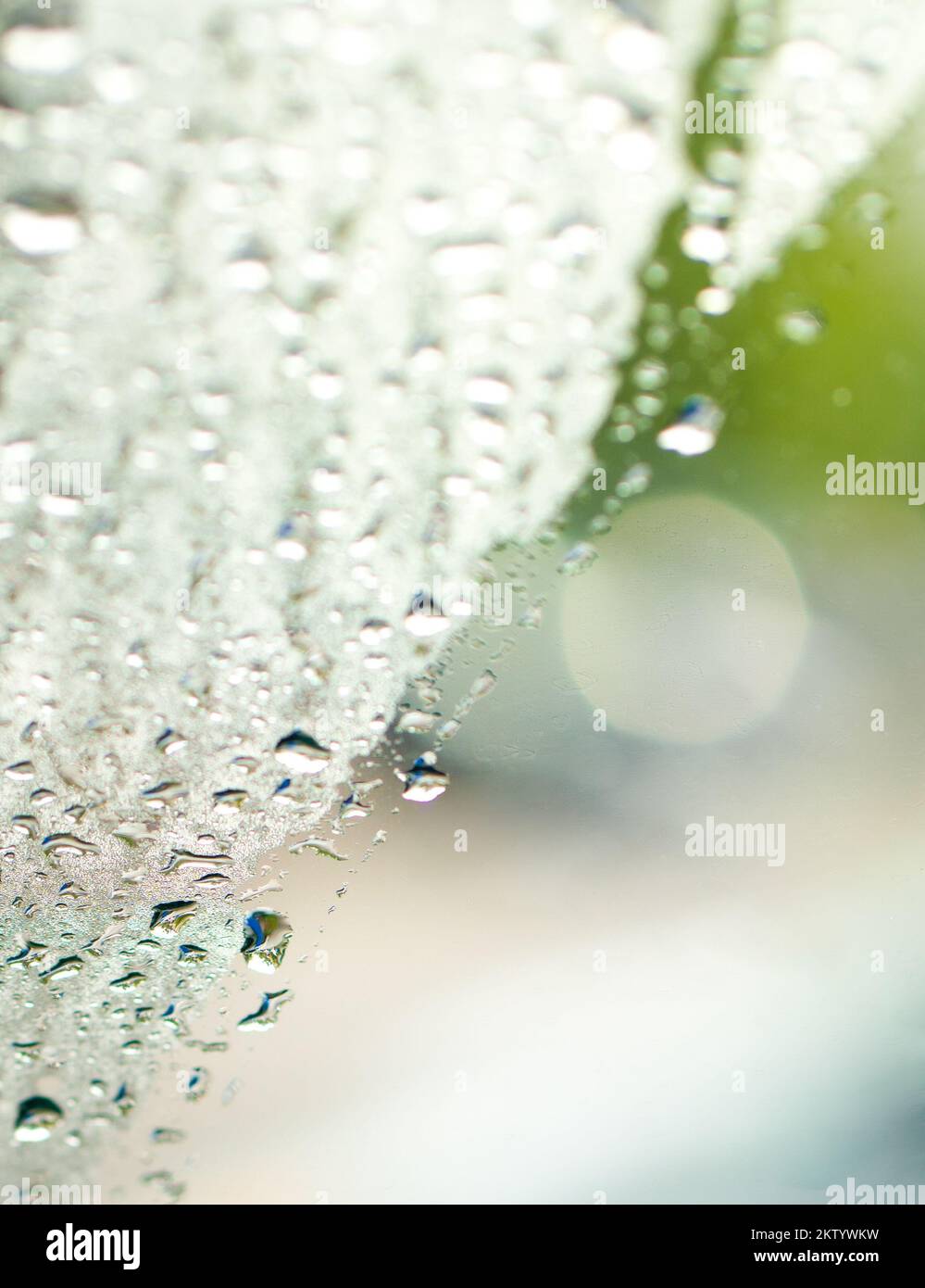 Gocce di pioggia su una finestra trasparente con sfondo verde. Come modello per la visualizzazione o il montaggio. Foto Stock