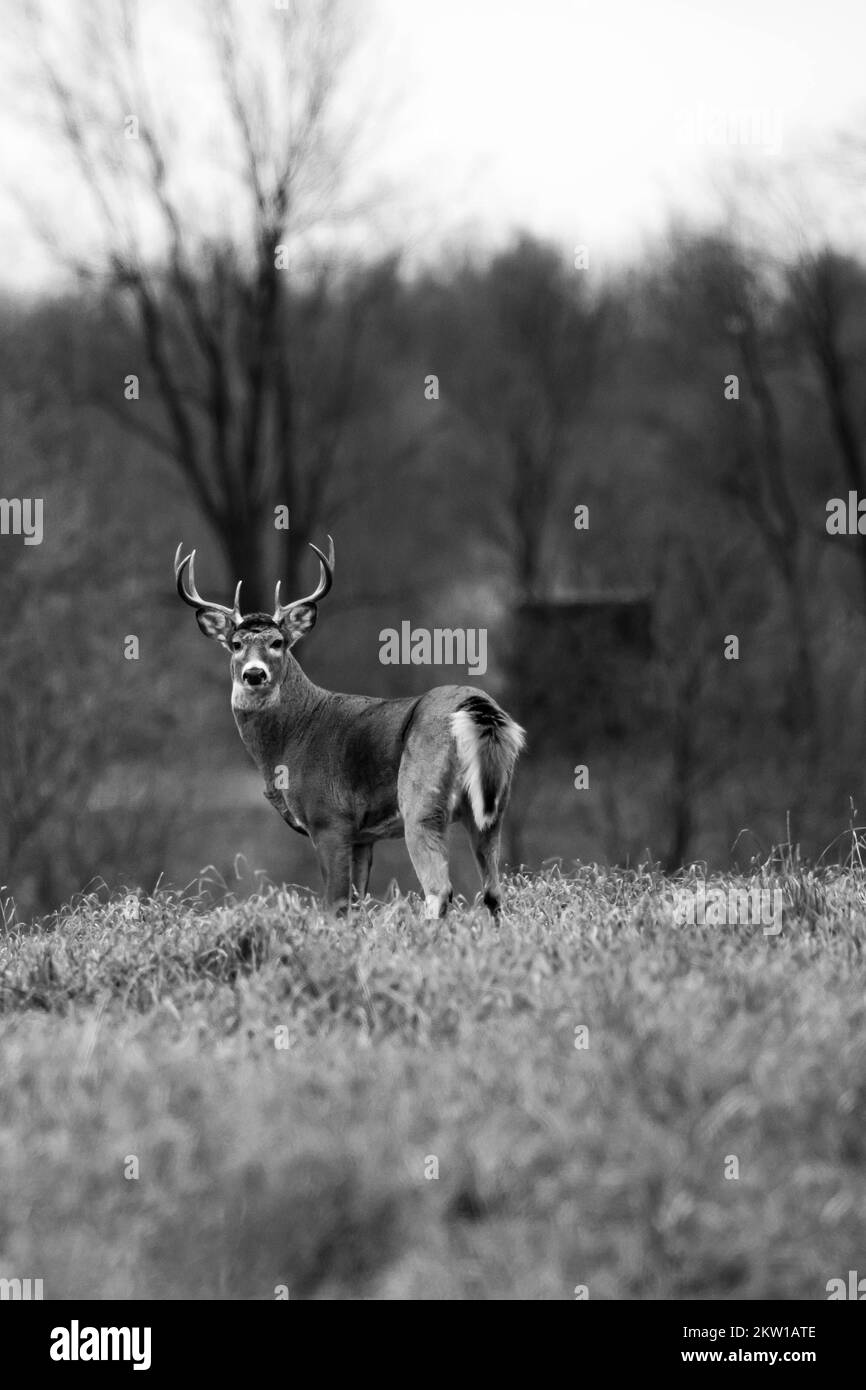 Capriolo dalla coda bianca (odocoileus virginianus) durante il solco del Wisconsin, verticale Foto Stock