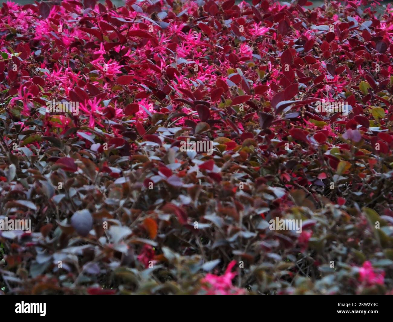 YICHANG, CINA - 30 NOVEMBRE 2022 - la Loropetalum chinense anti-stagione var. Rubrum Yieh fiorendo nel parco incontro freddo, il 30 novembre 2022, Foto Stock