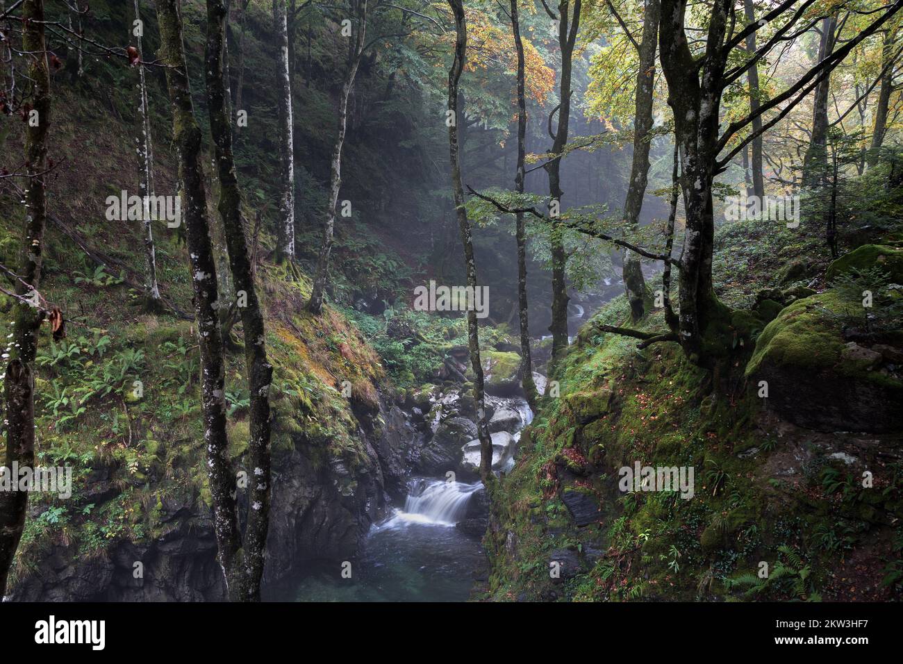 Misty Autumn Woodland, Ariege, Pirenei, Francia, UE Foto Stock