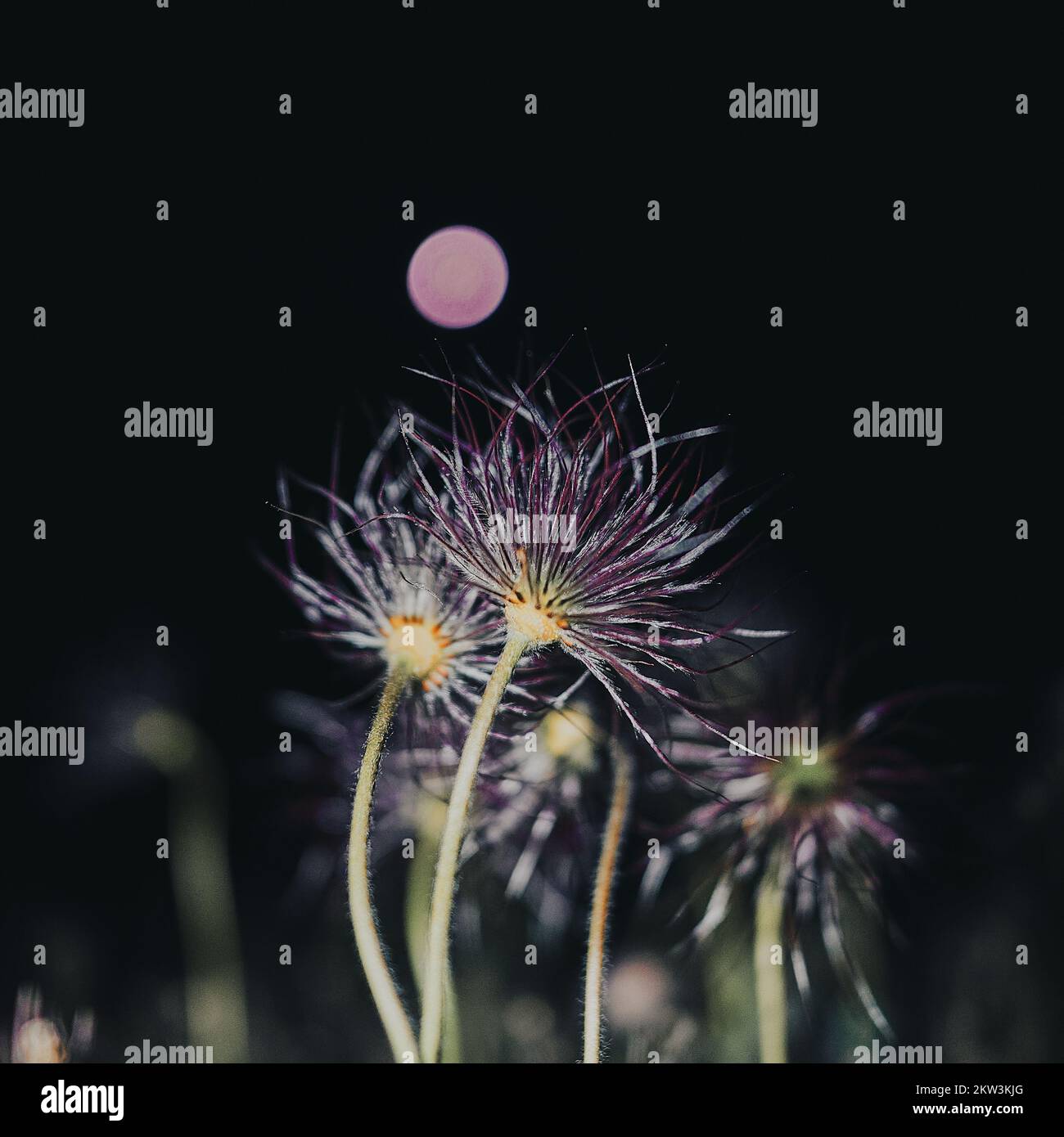 Fiore di notte, luna dietro. Foto Stock