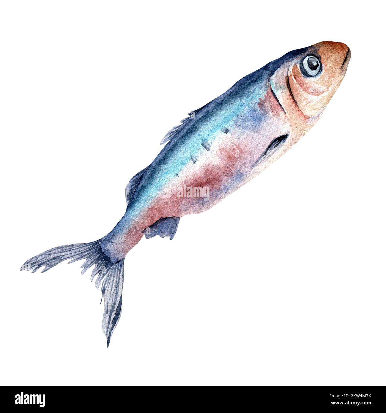 Illustrazione ad acquerello singola sardina isolata su sfondo bianco. Pesce fresco dell'Atlantico disegnato a mano. Elemento di design per confezione, etichetta, menu, mercato, Foto Stock