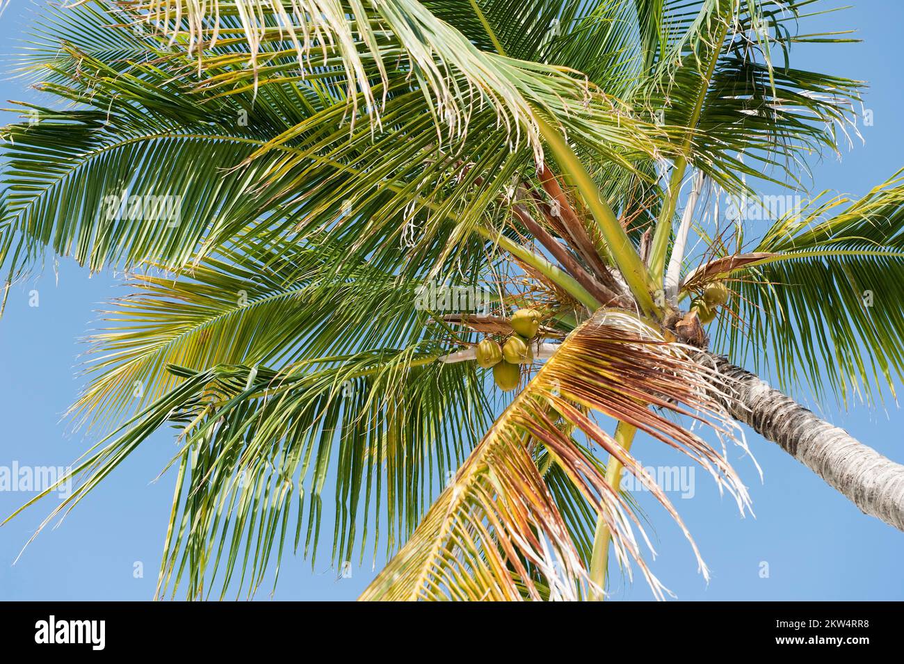 Vista verso l'alto sulla corona di alta palma di cocco (Cocos nucifera) con noci di cocco, Maldive, Asia Foto Stock