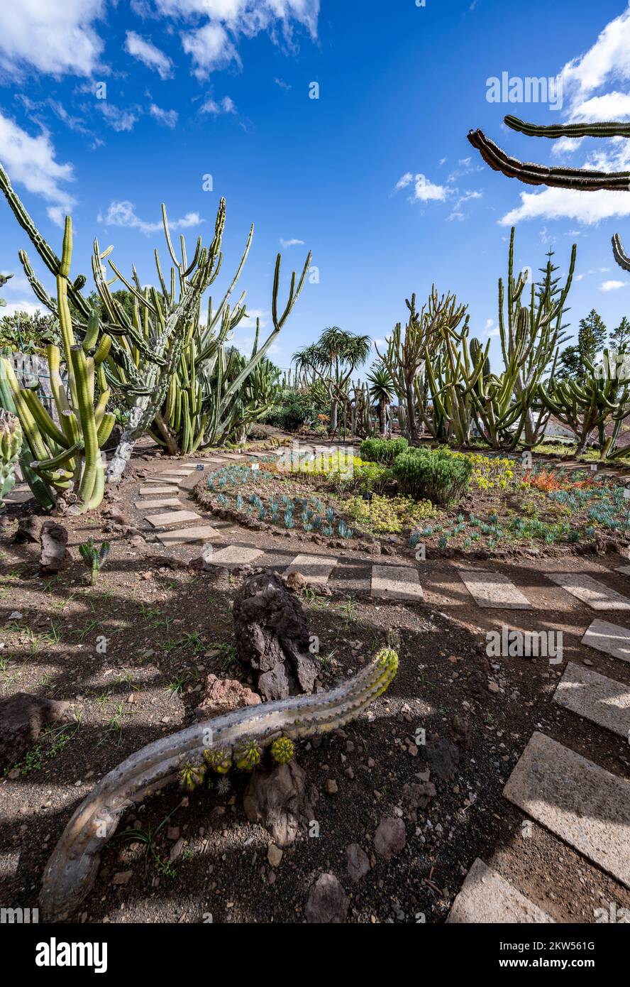 Cactus, Agaves e Succulents nel Giardino Botanico, Jardim Botanico, Funchal, Madeira, Portogallo, Europa Foto Stock