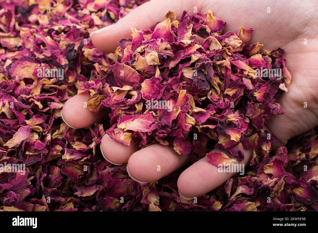 Sfondo di petali di rosa essiccati come tè alle erbe Foto Stock