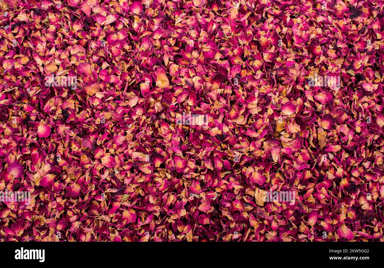 Sfondo di petali di rosa essiccati come tè alle erbe Foto Stock