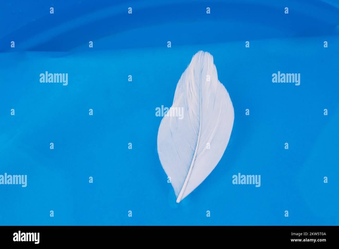 Piuma d'uccello di colore bianco in acqua su sfondo blu Foto Stock