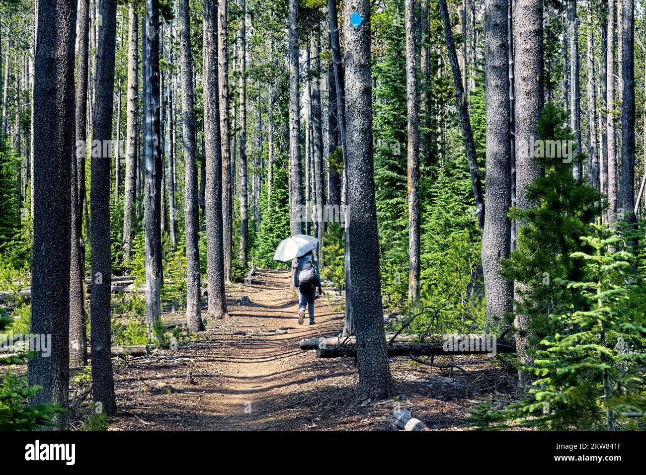 Camminando nella foresta sul Pacific Crest Trail, Oregon, USA Foto Stock