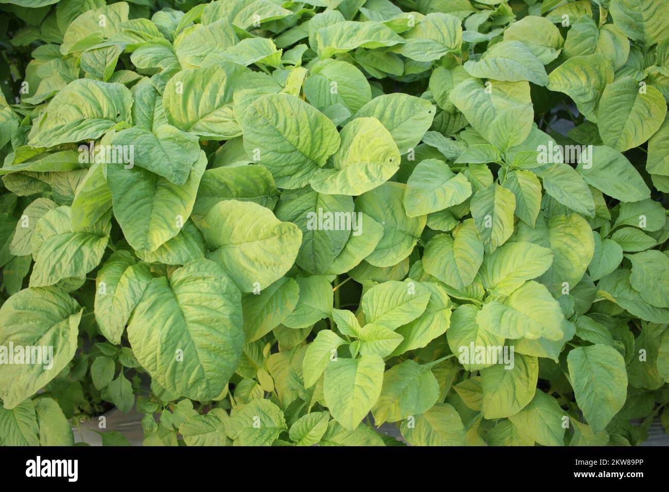 molte piante verdi di spinaci che crescono nell'orto. Foto Stock