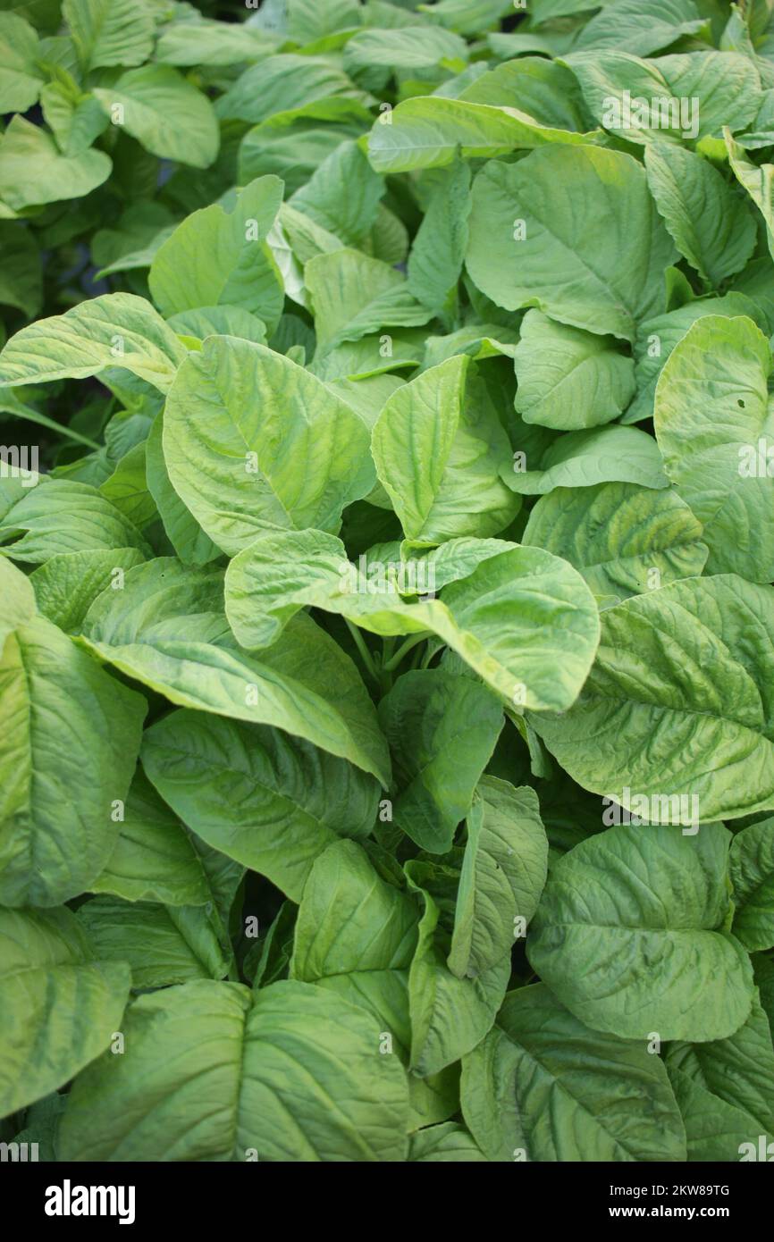 foglie di spinaci verdi che crescono nell'orto Foto Stock