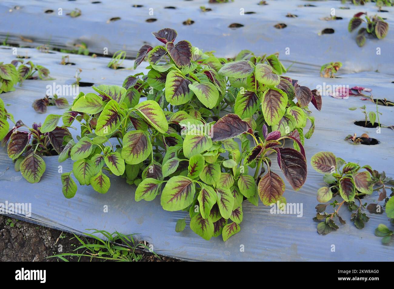 piante tricolori di spinaci che crescono nell'orto. Foto Stock