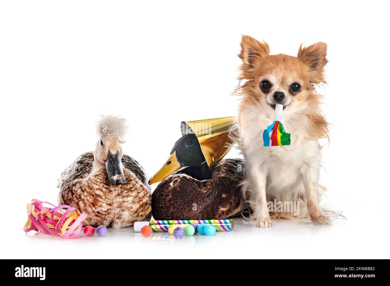 anatra e chihuahua per il nuovo anno di fronte a sfondo bianco Foto Stock