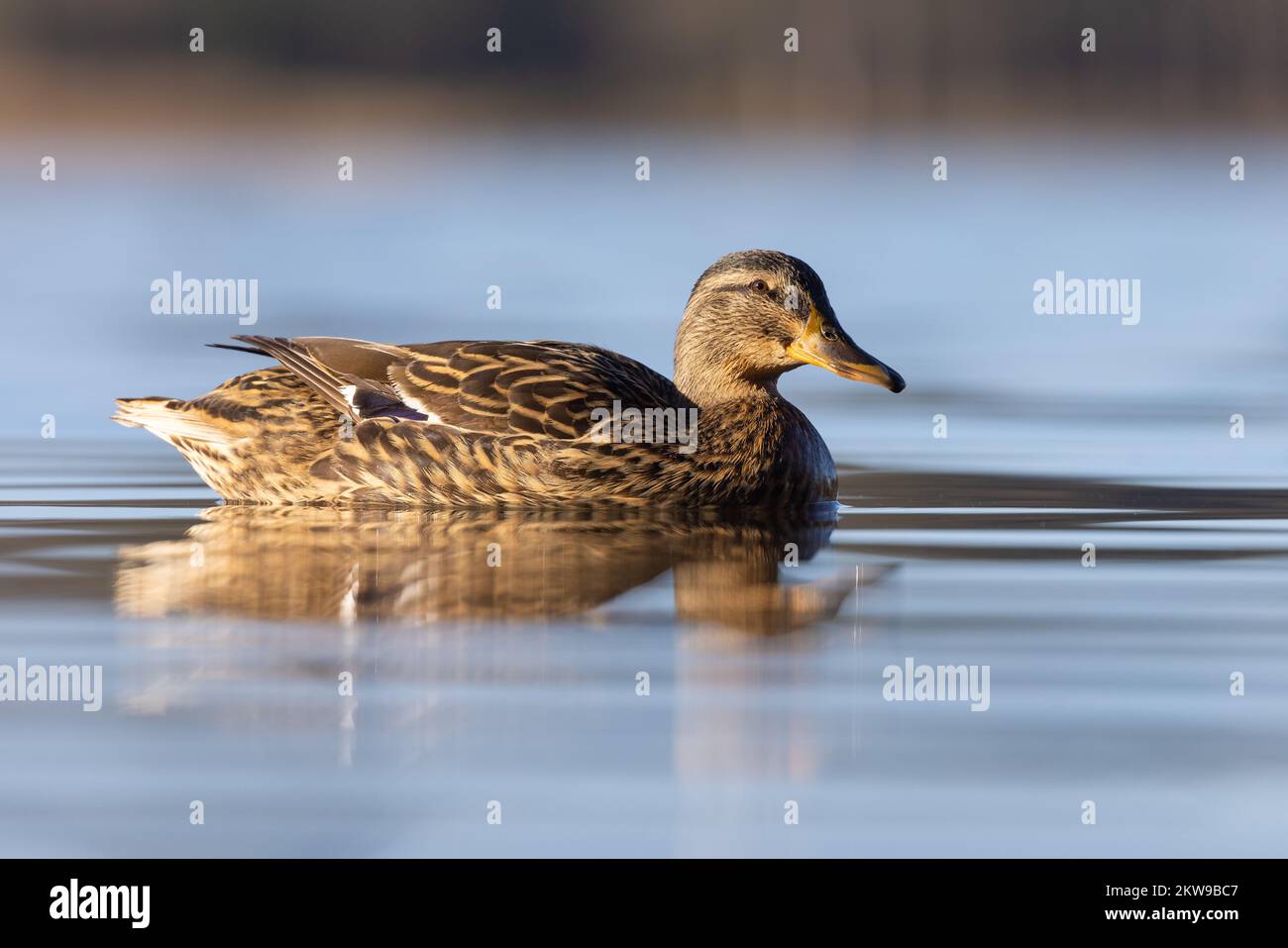 Femmina Mallard [ Anas platyrhynchos ] sul lago misteriosa con riflessione Foto Stock