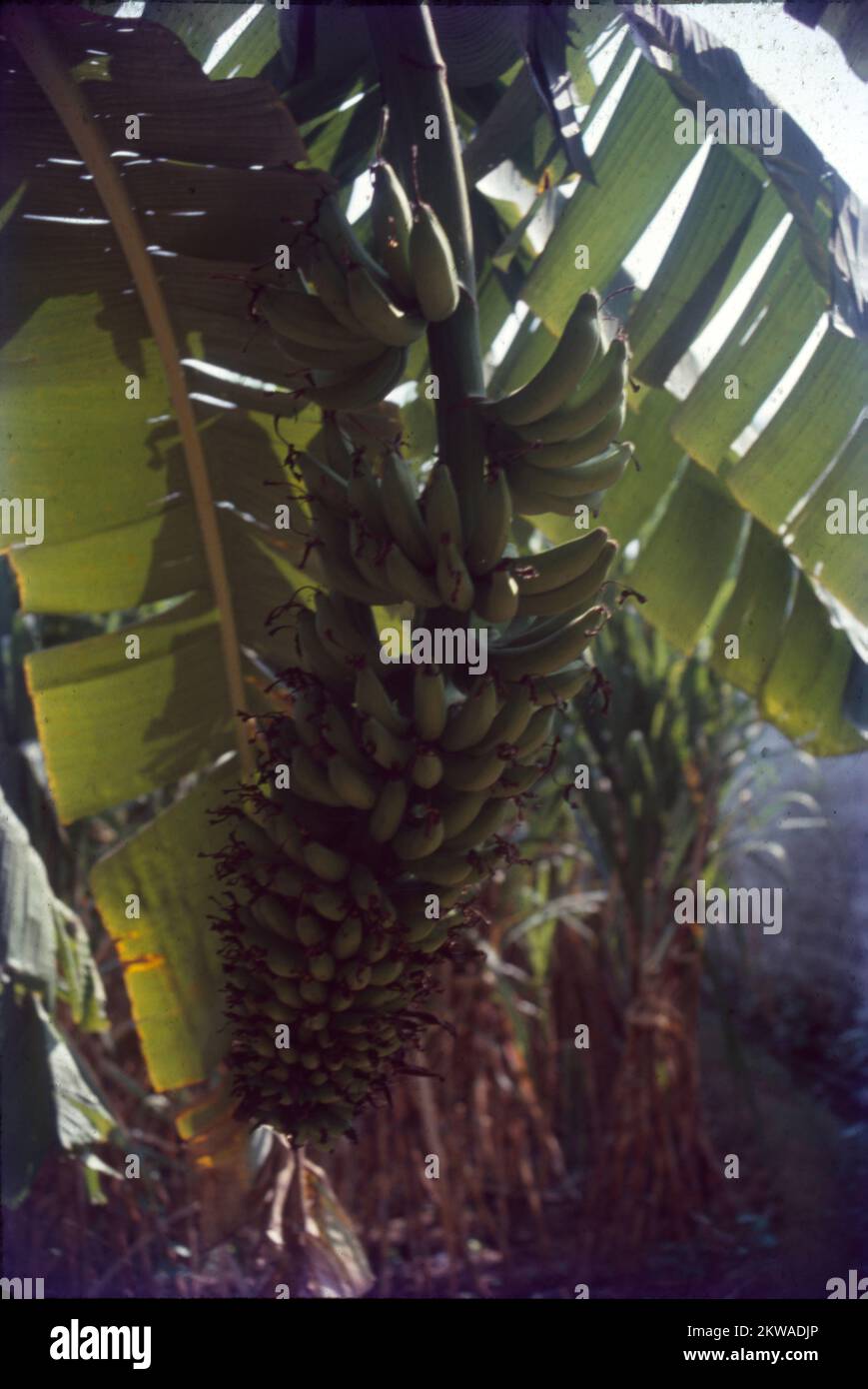 Una piantagione di banane è una struttura agricola commerciale che si trova in climi tropicali dove vengono coltivate banane. Banana (Musa sp.) È il secondo raccolto di frutta più importante in India vicino al mango. La sua disponibilità tutto l'anno, la convenienza, la gamma varietale, il gusto, nutriente. Frutto del genere Musa, della famiglia Musaceae, una delle colture frutticole più importanti del mondo. Foto Stock