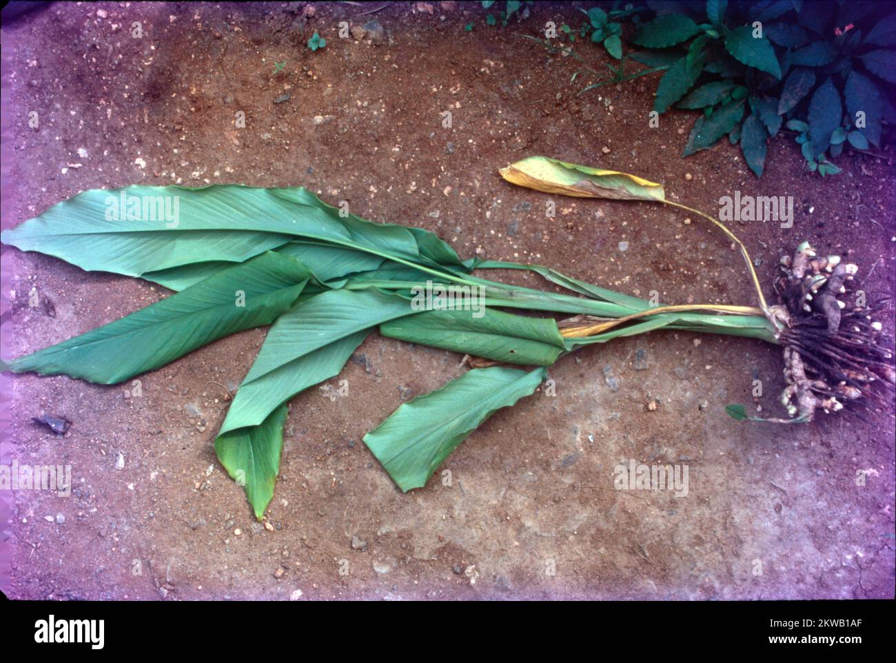La curcuma è una pianta fiorita, Curcuma longa, della famiglia dello zenzero, Zingiberaceae, nomi comuni: Curcuma, radice curcuma, curcuma dello zafferano indiano, Una pianta della famiglia dello zenzero, è originaria dell'Asia sudorientale, principalmente in India. Il suo rizoma (gambo sotterraneo) è usato come una spezia culinaria e storicamente, curcuma è stato usato in Ayurveda e in altri sistemi medici indiani tradizionali. Foto Stock