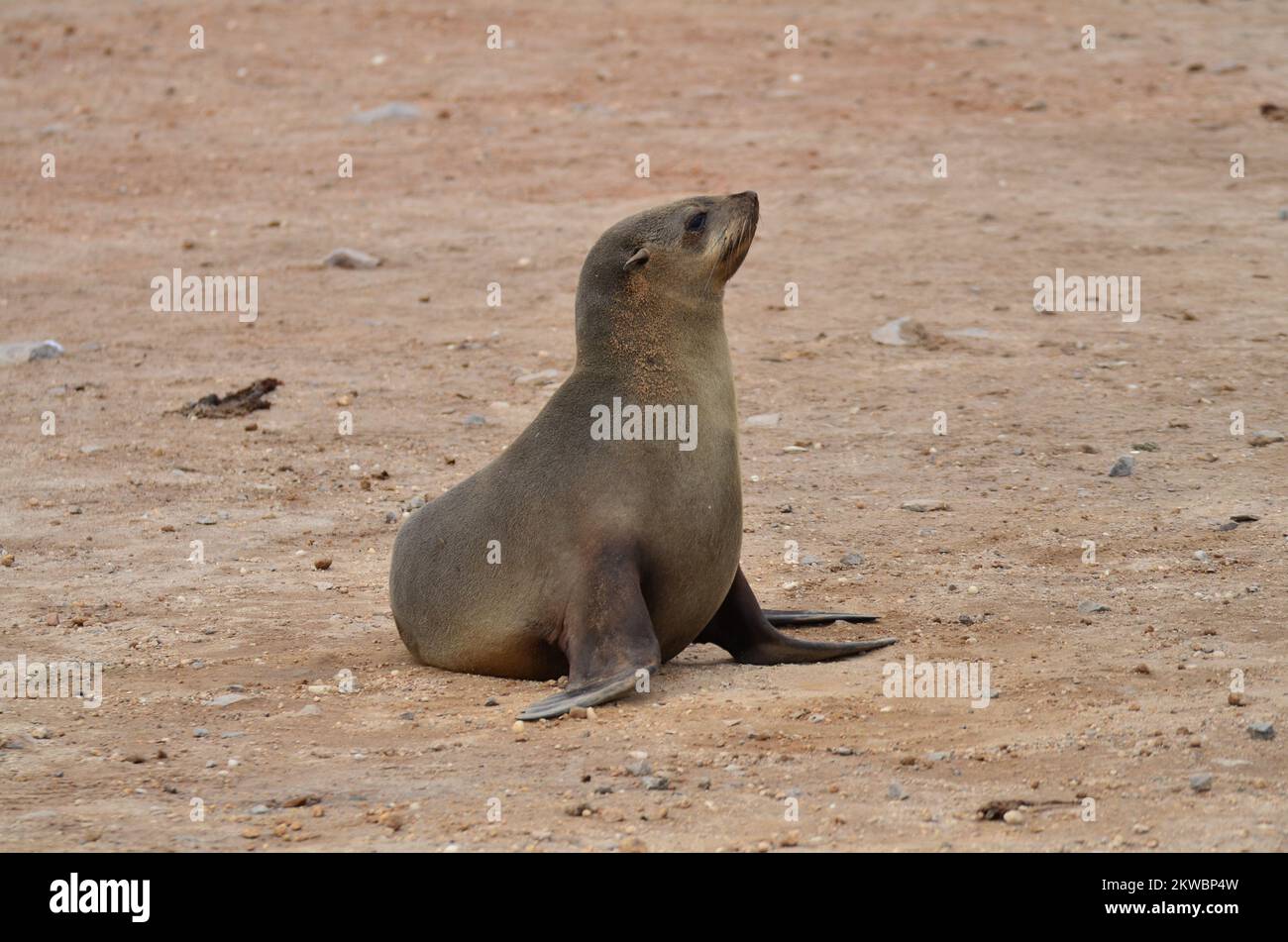 cape Cross Lazy Seal Riserva Namibia Africa Foto Stock