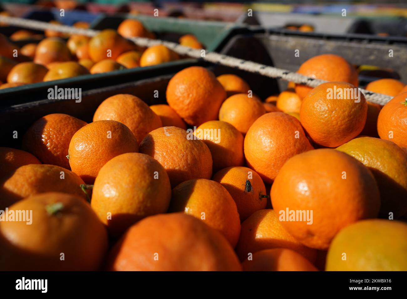 agricoltura e raccolta di mandarini naturali freschi e succosi Foto Stock