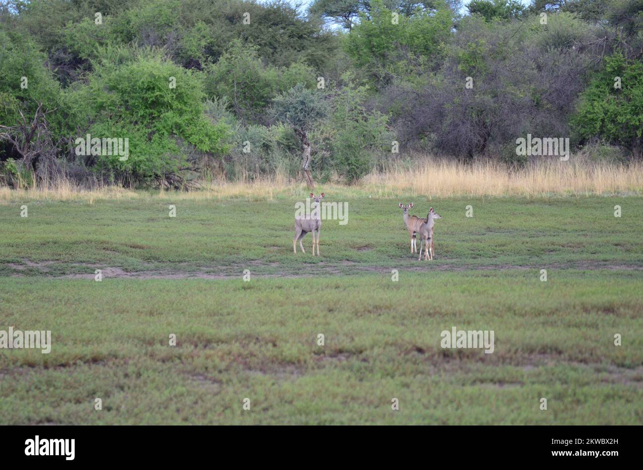 Mandria selvatica di Kudu in Namibia savana Africa Foto Stock