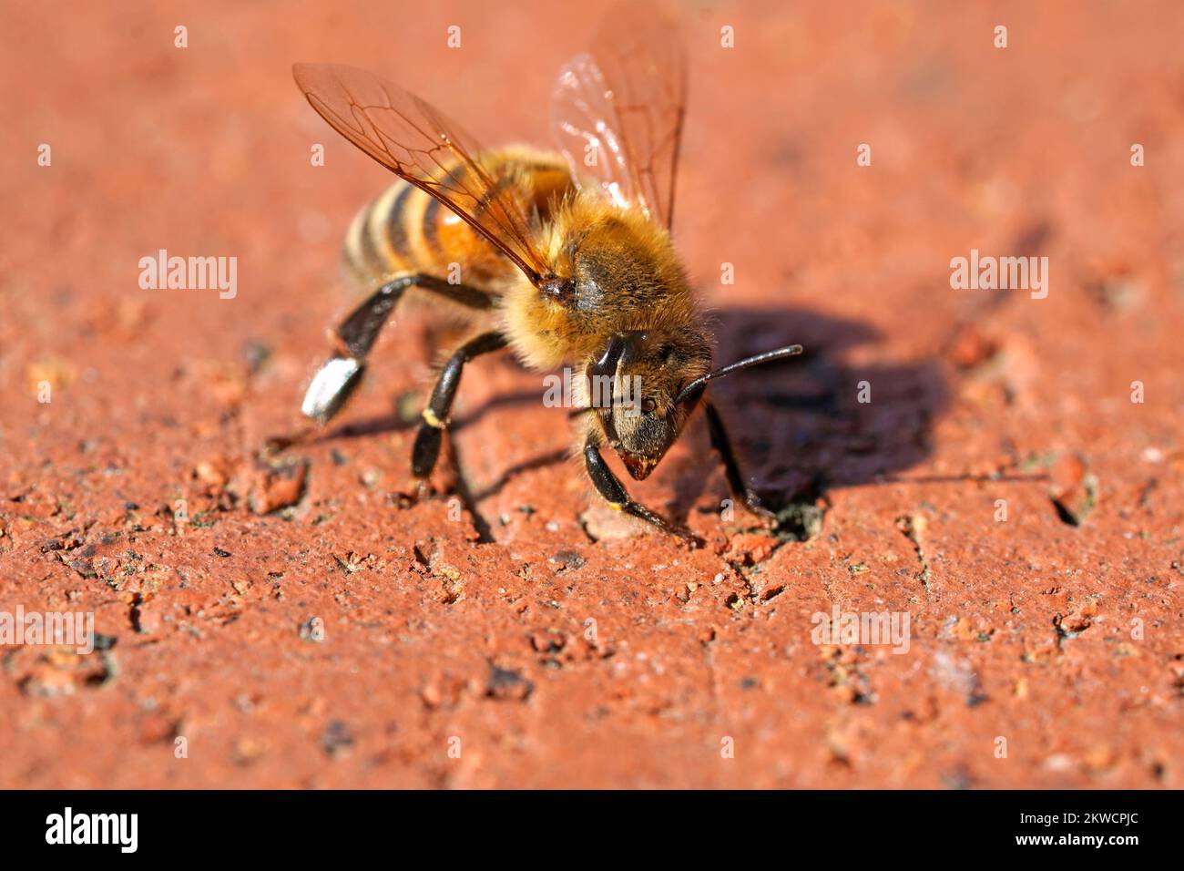Primo piano dell'ape. API mellifera. Foto Stock