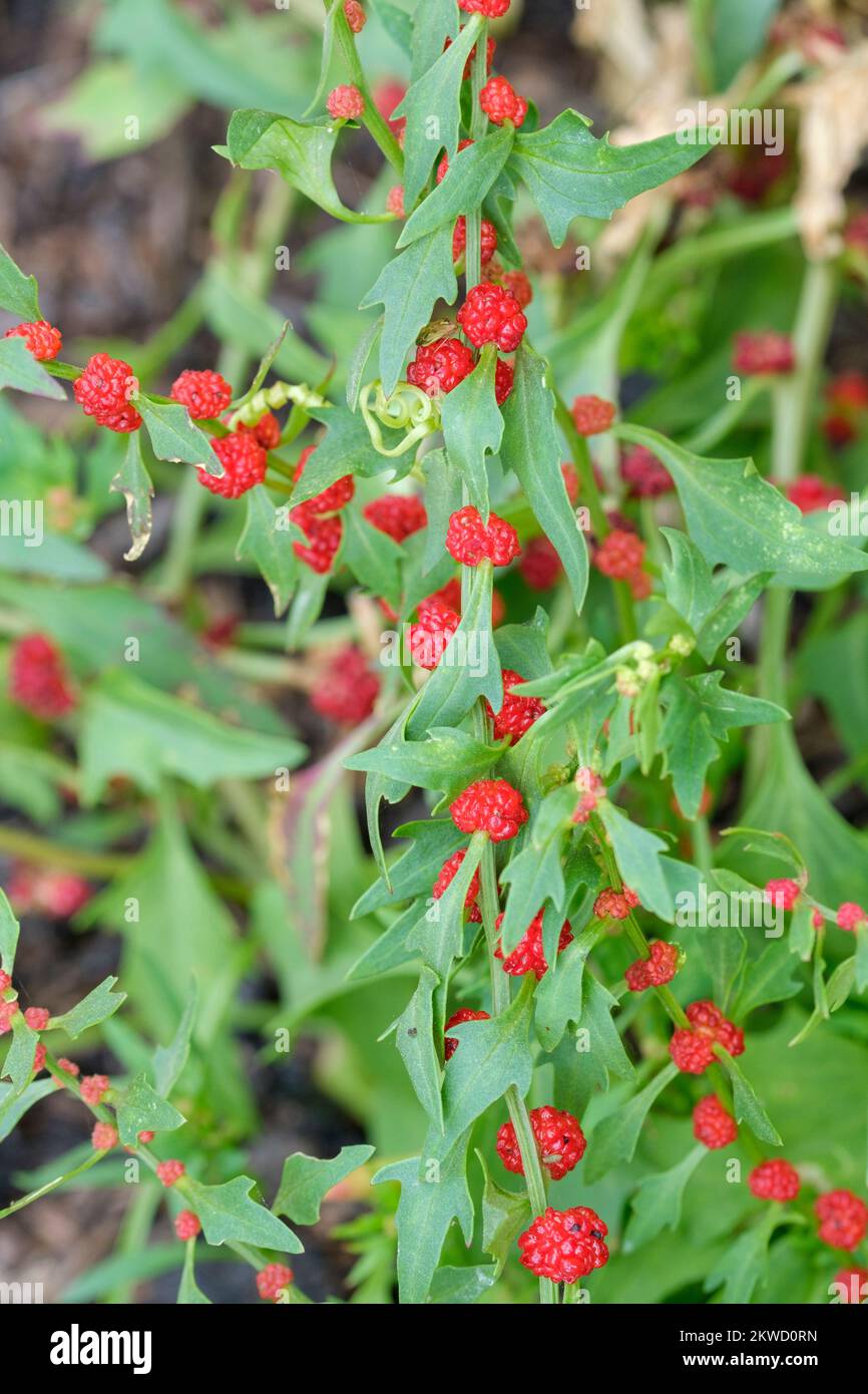 Bastoncini di fragole, spinaci di fragole, Chenopodium Capitatum, palpandino d'oca, frutti rossi maturi coltivati su pianta Foto Stock