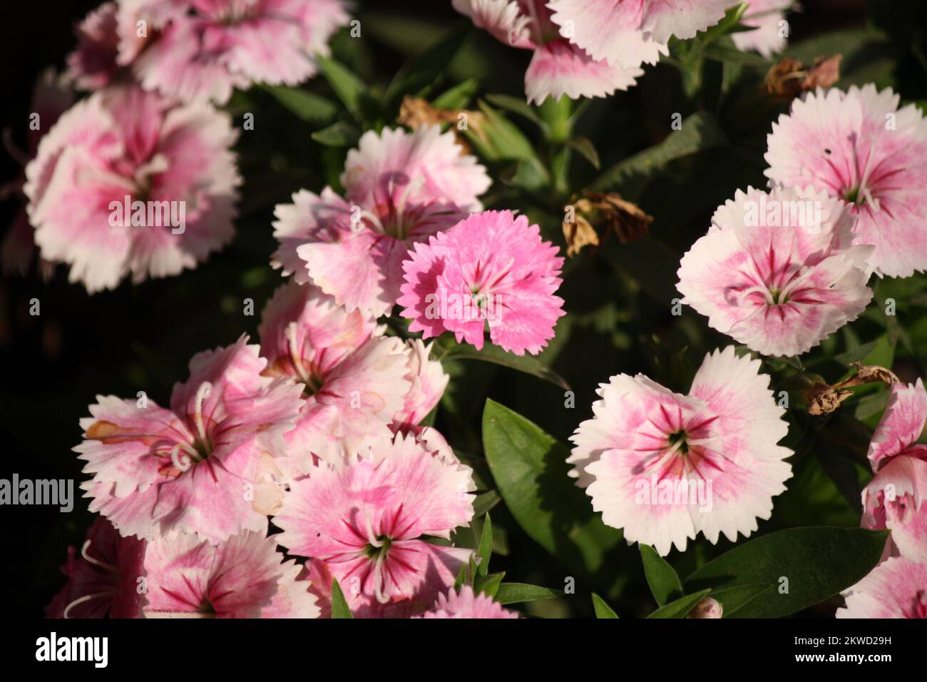 Giardino Fiori rosa (Dianthus plumarius) con foglie verdi : (pix SShukla) Foto Stock