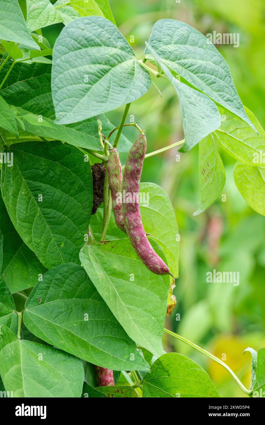 Borlotto semi di fagioli Lingua di fuoco, Phaseolus vulgaris Borlotto Lingua di fuoco, baccelli a strisce rosse sulla pianta Foto Stock