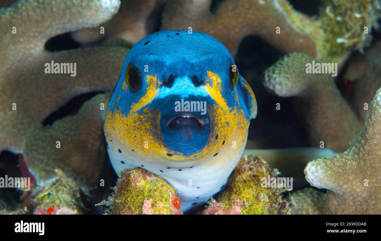 Splendida pinna di mare che nuotano sopra la barriera corallina sana nel Pacifico Indo Foto Stock
