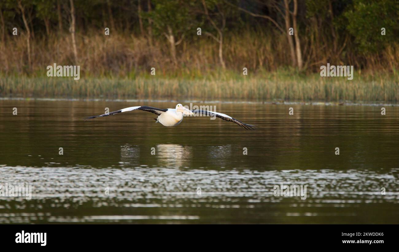 Pellicano australiano che sorvola un lago nel Queensland, Australia Foto Stock