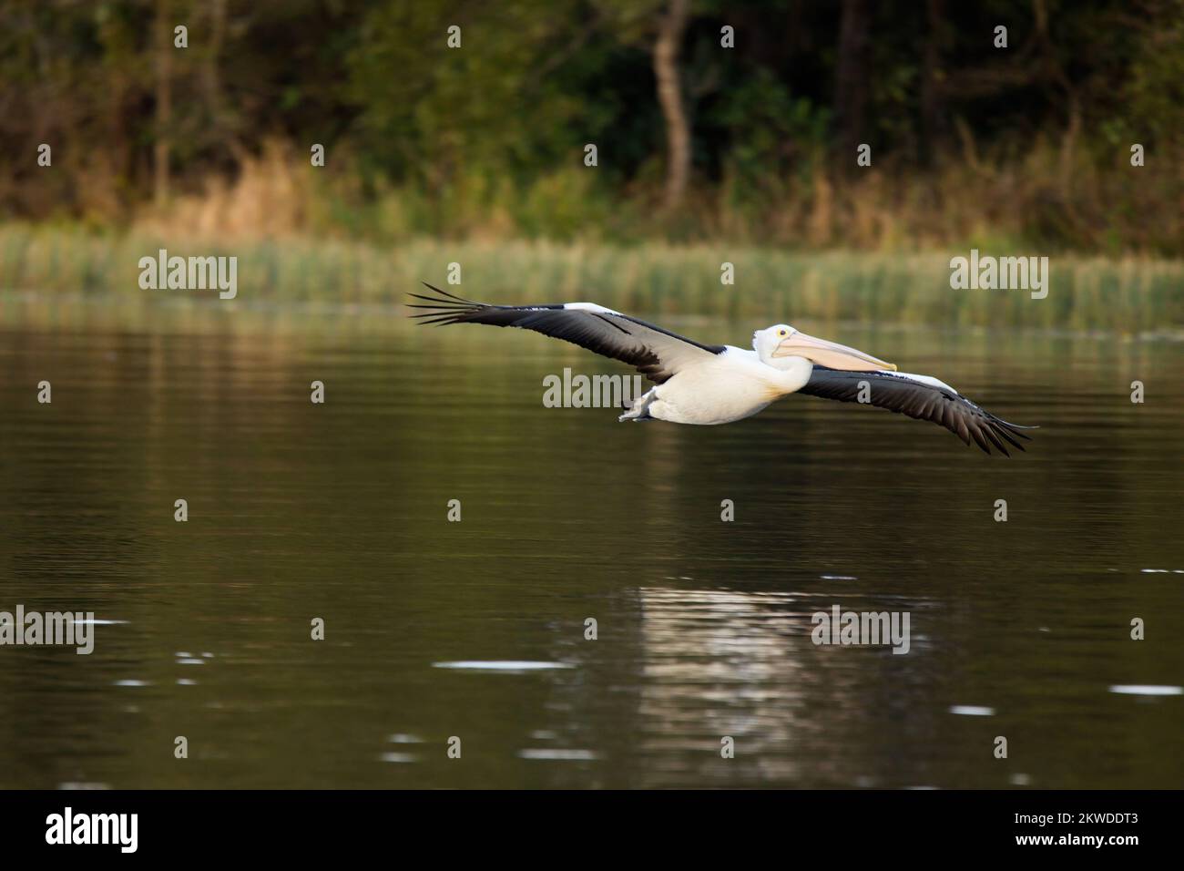 Pellicano australiano che sorvola un lago nel Queensland, Australia Foto Stock