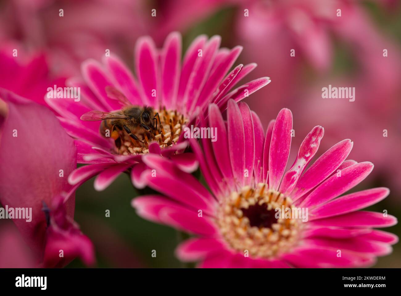 Ape europea in un giardino botanico nel Queensland, Australia Foto Stock